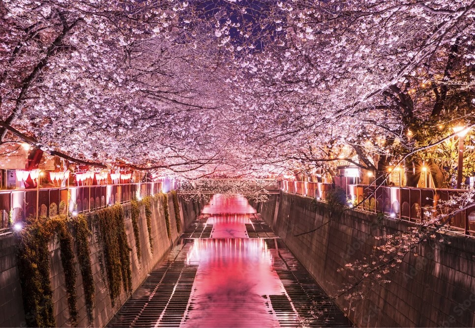Nakameguro city – Nakameguro is one of Tokyo’s most iconic cherry blossom spots