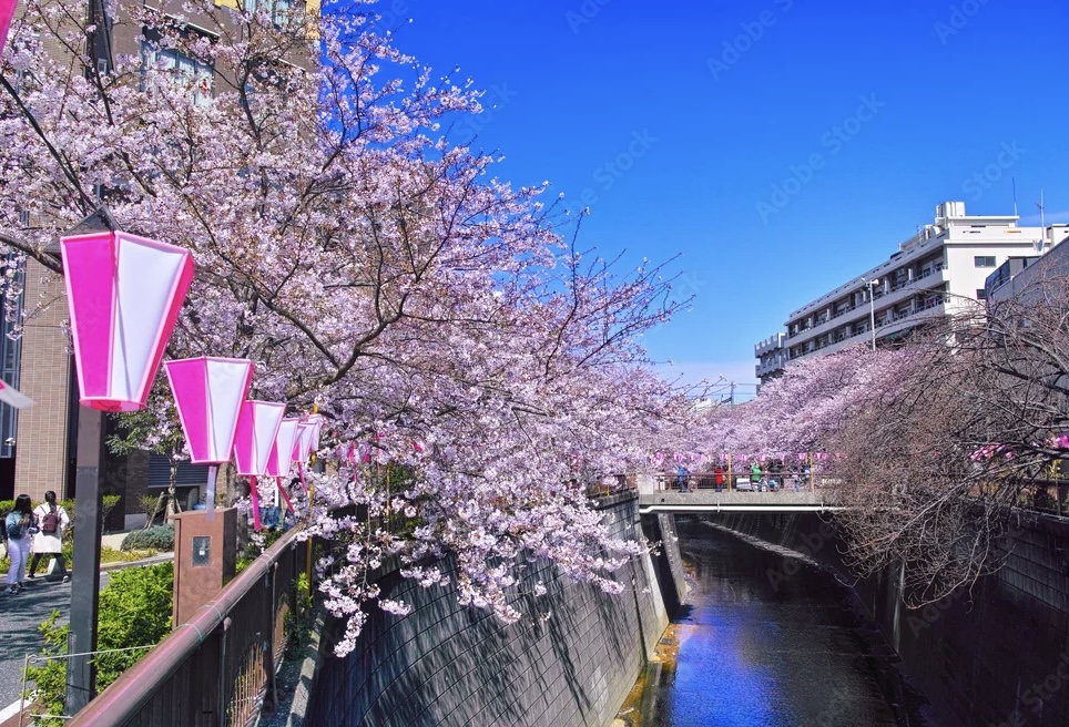 Meguro River sakura night illumination Tokyo